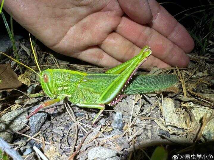 点虫成金！合肥发现最大蝗虫<strong></p>
<p>以太坊实时价格行情</strong>，约成人手掌大小！专家称其肉质丰满可油炸食用