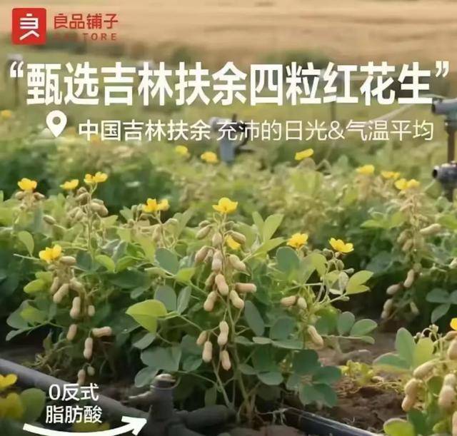 “花生上树”闹剧：AI翻车背后<strong></p>
<p>以太坊实时走势</strong>，我们都在弄丢常识？