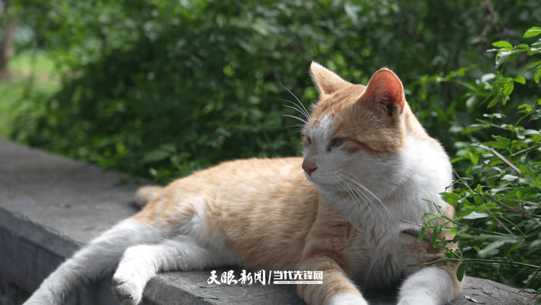 大反转<strong></p>
<p>以太坊走势</strong>！贵阳“挖眼虐猫”事件系AI编造