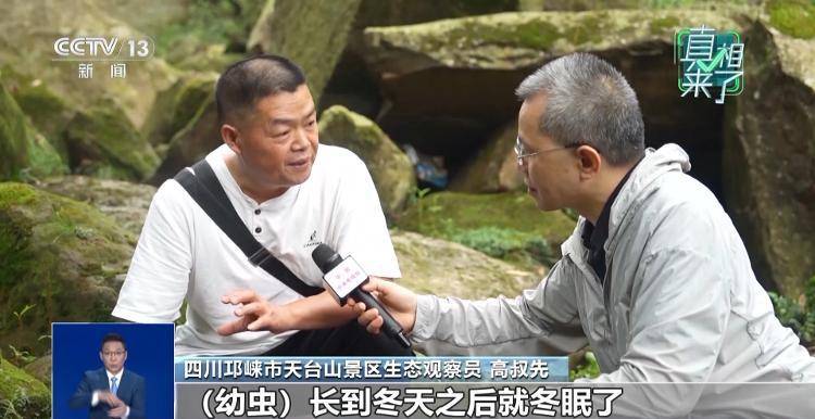 网传萤火虫濒临灭绝<strong></p>
<p>以太坊美元行情</strong>，是真的吗？