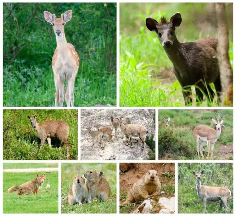 “感谢大家支持我大闹天宫……”蔡国强烟花秀现场感言视频披露<strong></p>
<p>以太坊币</strong>,又遭质疑!