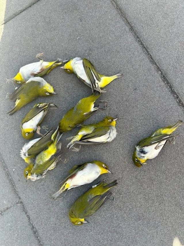 北京一座大厦楼下躺了14只鸟<strong></p>
<p>以太坊大跌</strong>，12只已死亡！元凶竟是玻璃