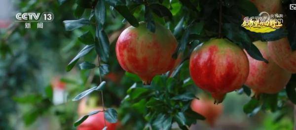 产销两旺<strong></p>
<p>以太坊币行情</strong>!“小特产”变身变身乡村振兴“致富果” 激活“甜蜜经济”新热力