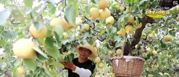 产销两旺<strong></p>
<p>以太坊币行情</strong>!“小特产”变身变身乡村振兴“致富果” 激活“甜蜜经济”新热力