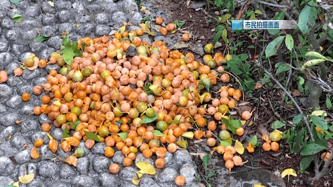 不要捡<strong></p>
<p>eth以太坊</strong>！不要吃！昆明街头正大量出现……