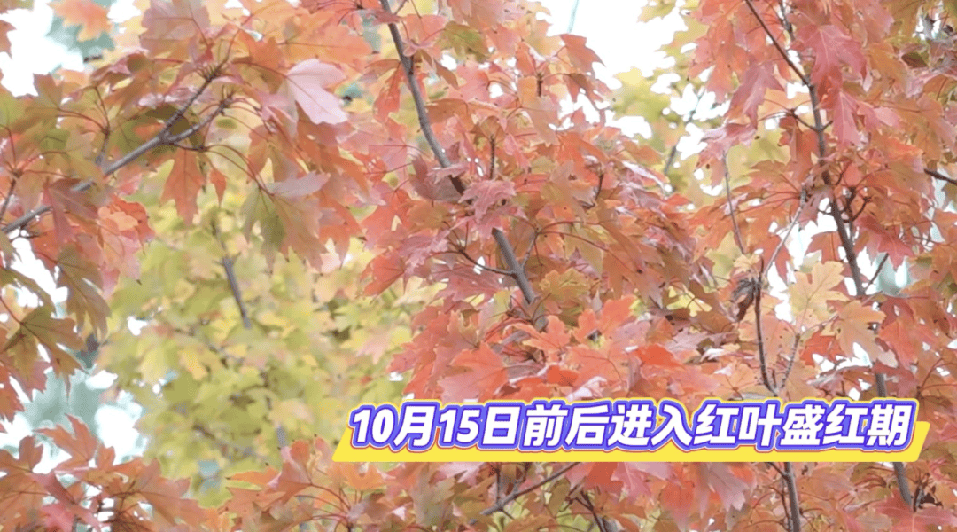 北京将迎新一轮秋雨<strong></p>
<p>以太坊创始人</strong>，赏红期预告来了！