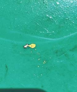 淘金热再起 金价狂飙带火洗沙盘