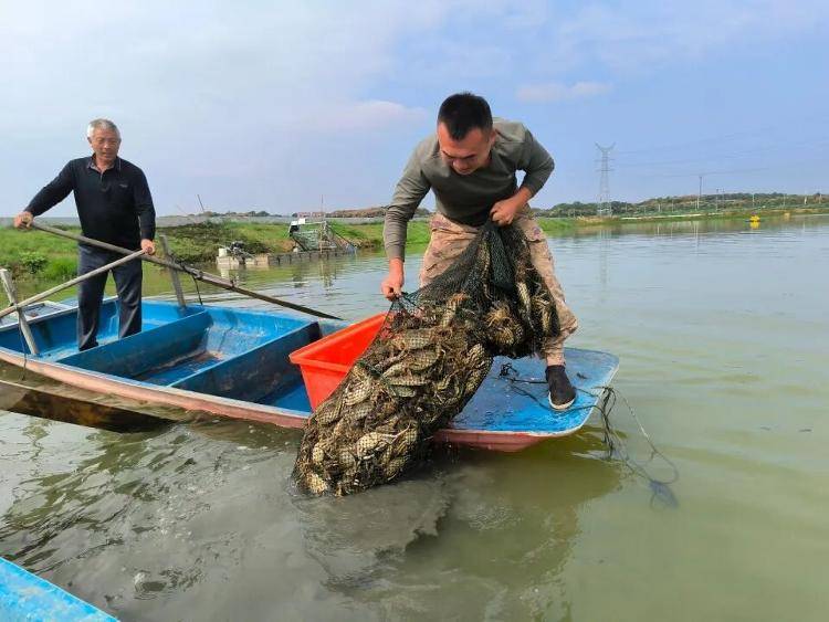 武汉江夏一地大闸蟹大量上市<strong></p>
<p>以太坊行情最新价格</strong>，日产1000斤当天售完，每只螃蟹有自己的“身份证”，吃深海小黄鱼长大