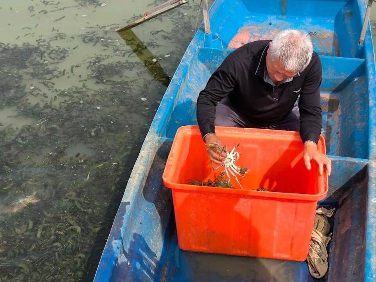 武汉江夏一地大闸蟹大量上市<strong></p>
<p>以太坊行情最新价格</strong>，日产1000斤当天售完，每只螃蟹有自己的“身份证”，吃深海小黄鱼长大