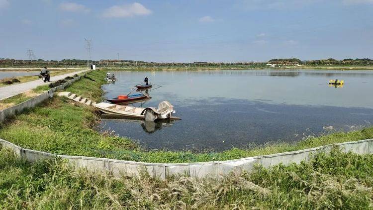 武汉江夏一地大闸蟹大量上市<strong></p>
<p>以太坊行情最新价格</strong>，日产1000斤当天售完，每只螃蟹有自己的“身份证”，吃深海小黄鱼长大