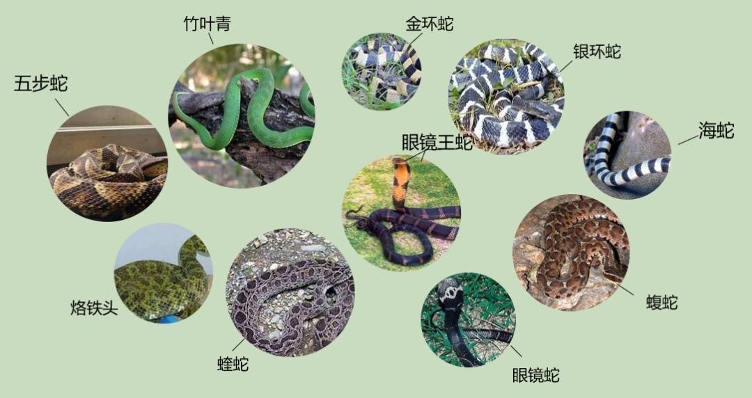 女子半夜上厕所<strong></p>
<p>以太坊手续费</strong>，马桶里突然窜出一条蛇！