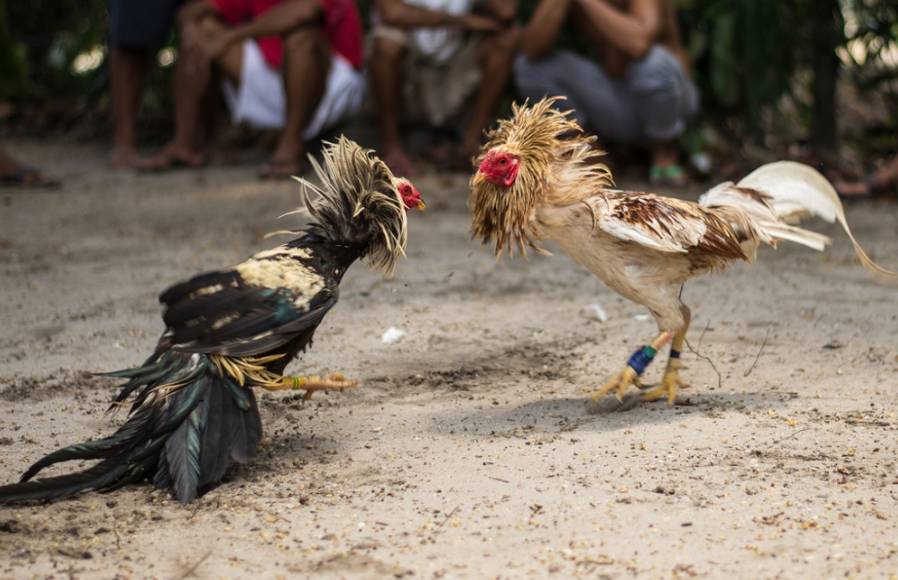 秘鲁一男子观看斗鸡比赛时被自家鸡踢到重要部位<strong></p>
<p>以太坊手续费</strong>，大出血而亡