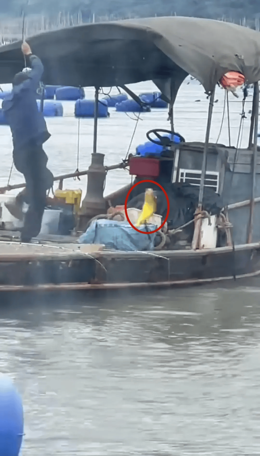 福建大爷海上钓起一条“黄金鱼”，引得围观群众“哇声一片”，有人估算一条能卖2万多