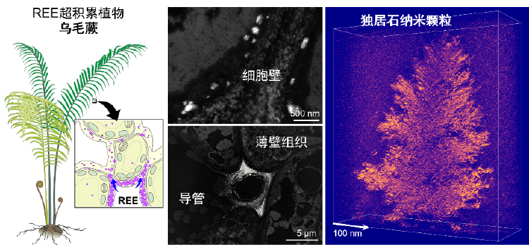 关于稀土<strong></p>
<p>以太坊币的最新价格</strong>，有重要新发现